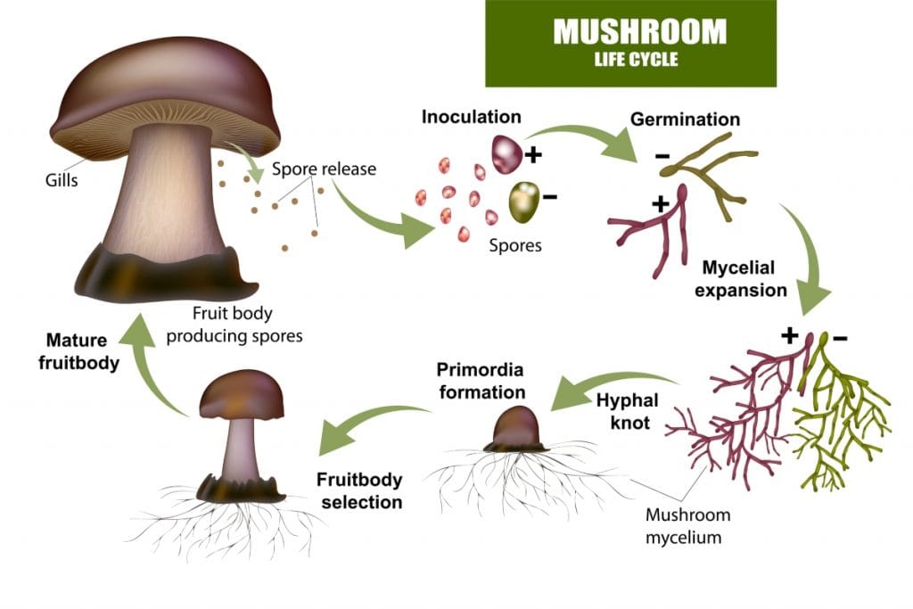 Mush Love for Mycelium, the Underground Root-like Structure of Fungi